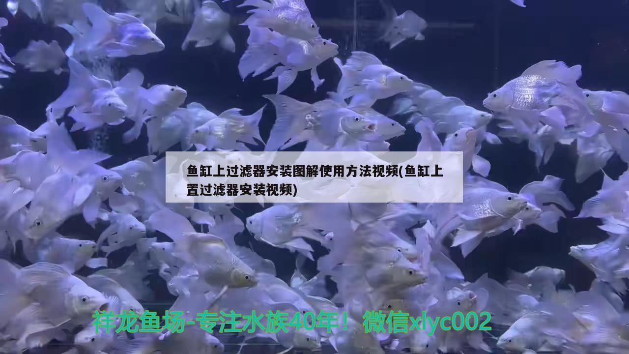 魚缸底部出現(xiàn)裂痕怎么修補：魚缸底部裂痕怎么處理 觀賞魚市場 第2張