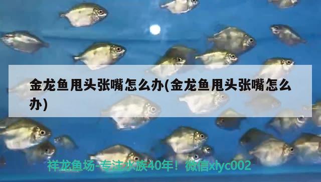 金龍魚甩頭張嘴怎么辦(金龍魚甩頭張嘴怎么辦) 虎魚百科