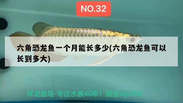 六角恐龍魚一個月能長多少(六角恐龍魚可以長到多大)