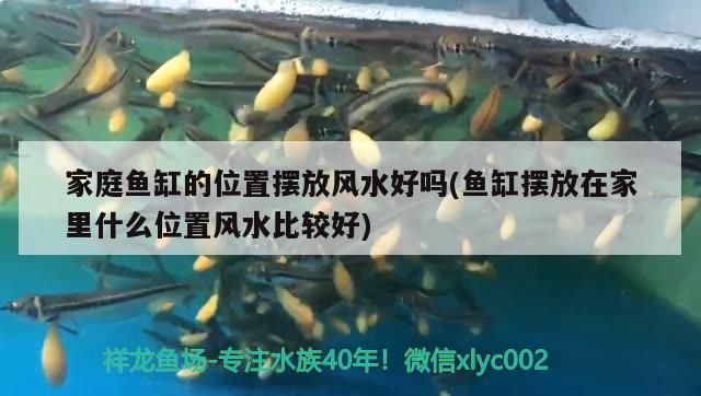 家庭魚(yú)缸的位置擺放風(fēng)水好嗎(魚(yú)缸擺放在家里什么位置風(fēng)水比較好) 魚(yú)缸風(fēng)水