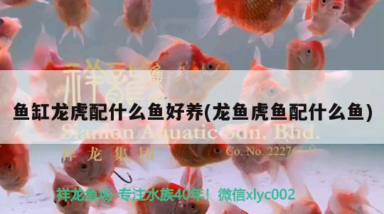 魚缸龍虎配什么魚好養(yǎng)(龍魚虎魚配什么魚) 虎魚百科