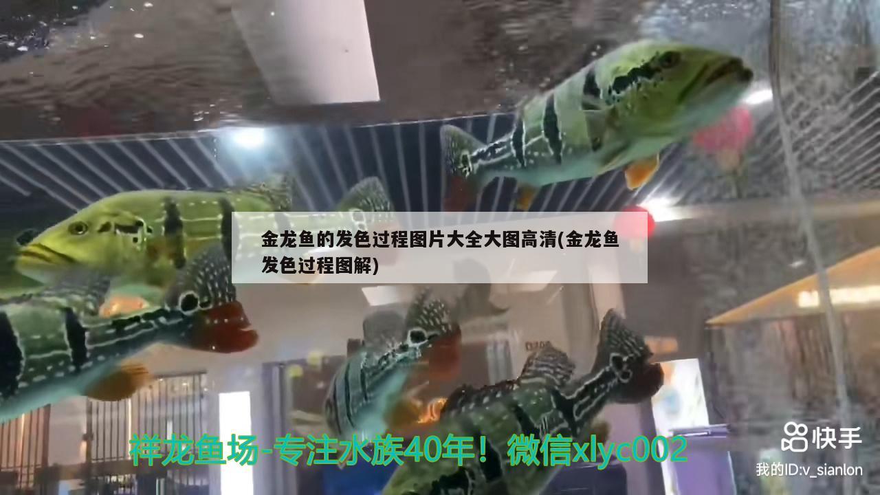 小型觀賞魚池：小型觀賞魚池設(shè)計(jì)圖