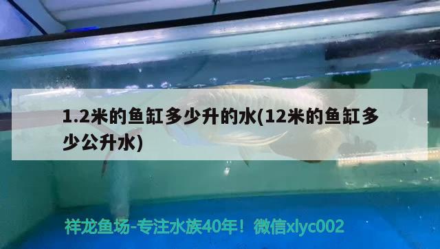 1.2米的魚缸多少升的水(12米的魚缸多少公升水) 金頭過背金龍魚