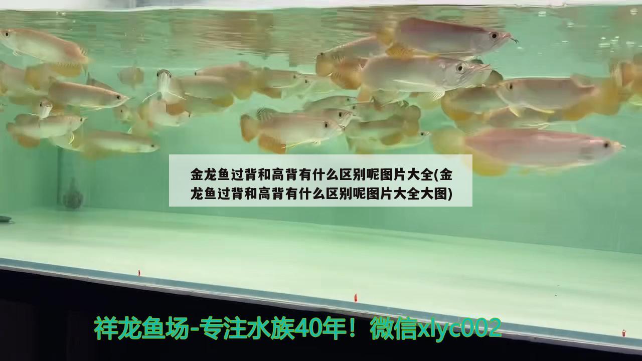 養(yǎng)銀龍魚要多大的缸,高度多少最好（銀龍魚要多大的魚缸）