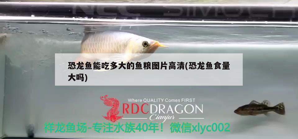 簡單的魚缸造景圖片視頻大全(魚缸怎么造景好看又簡單視頻) 白子球鯊魚