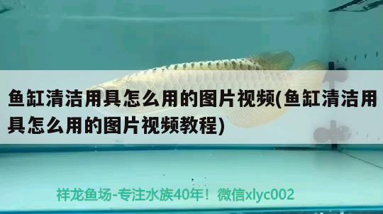 紹興水族館這是血艷紅嗎？感覺像鯽魚 朱巴利魚 第2張