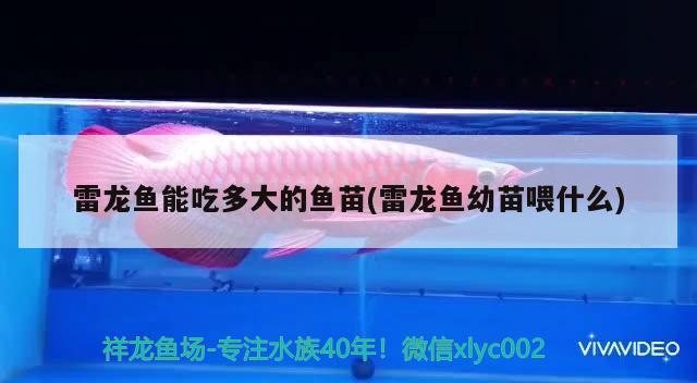 雷龍魚能吃多大的魚苗(雷龍魚幼苗喂什么) 稀有金龍魚