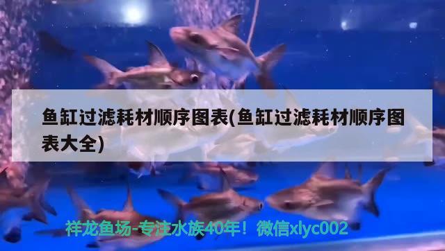 魚缸過濾耗材順序圖表(魚缸過濾耗材順序圖表大全) 印尼小紅龍