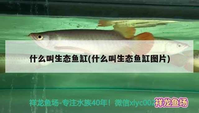 什么叫生態(tài)魚缸(什么叫生態(tài)魚缸圖片) 黑白雙星