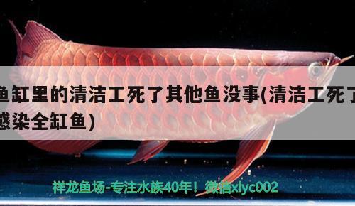 魚缸里的清潔工死了其他魚沒事(清潔工死了感染全缸魚) 養(yǎng)魚知識