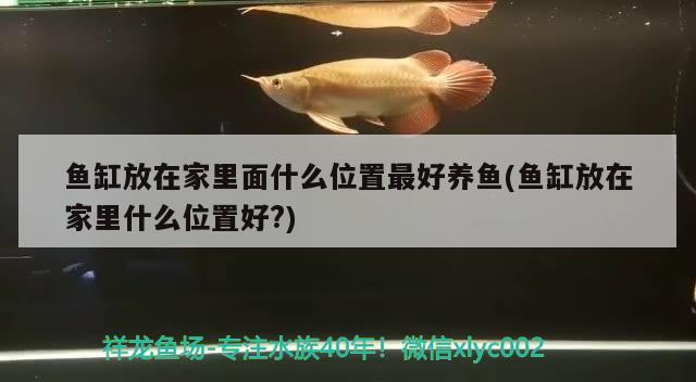 金龍魚和虎魚能混養(yǎng)嗎：金龍魚和虎魚能混養(yǎng)嗎圖片