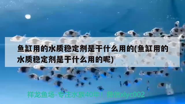 紅魚和什么魚搭配最好，精選問答