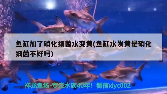 魚缸銅離子去除的原理及方法魚缸中銅離子的去除方法，魚缸中銅離子去除的原理及方法