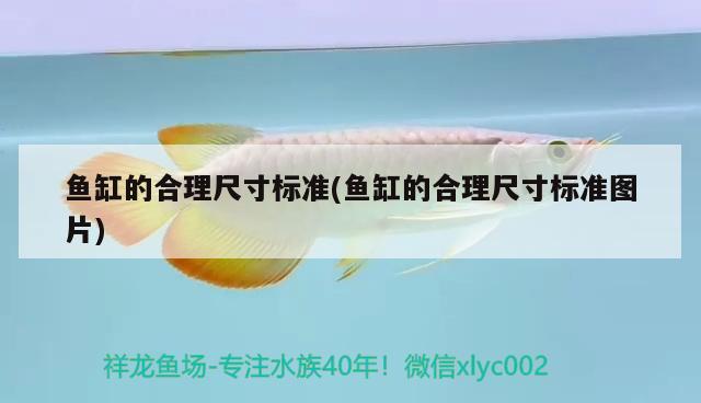 魚缸的合理尺寸標(biāo)準(zhǔn)(魚缸的合理尺寸標(biāo)準(zhǔn)圖片) 紅老虎魚