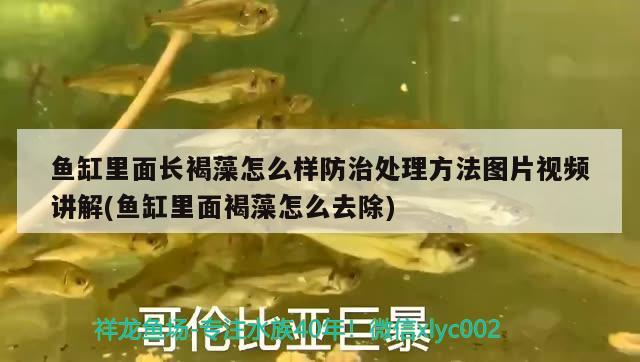 魚缸里面長褐藻怎么樣防治處理方法圖片視頻講解(魚缸里面褐藻怎么去除) 稀有金龍魚