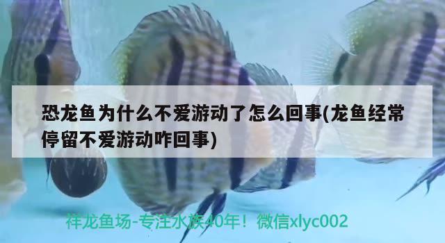 恐龍魚為什么不愛游動了怎么回事(龍魚經(jīng)常停留不愛游動咋回事)