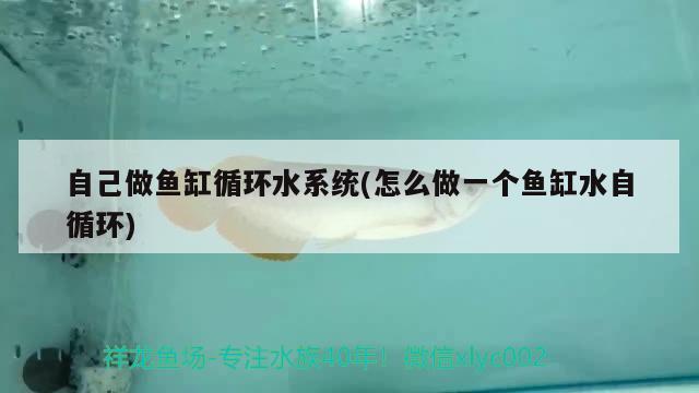 自己做魚缸循環(huán)水系統(怎么做一個魚缸水自循環(huán)) 印尼小紅龍