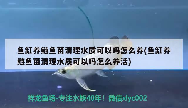 魚(yú)缸養(yǎng)鰱魚(yú)苗清理水質(zhì)可以嗎怎么養(yǎng)(魚(yú)缸養(yǎng)鰱魚(yú)苗清理水質(zhì)可以嗎怎么養(yǎng)活) 金頭過(guò)背金龍魚(yú)