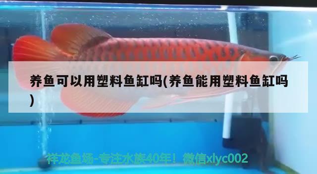 養(yǎng)魚可以用塑料魚缸嗎(養(yǎng)魚能用塑料魚缸嗎) 飛鳳魚