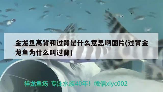 金龍魚高背和過背是什么意思啊圖片(過背金龍魚為什么叫過背) 金龍魚百科