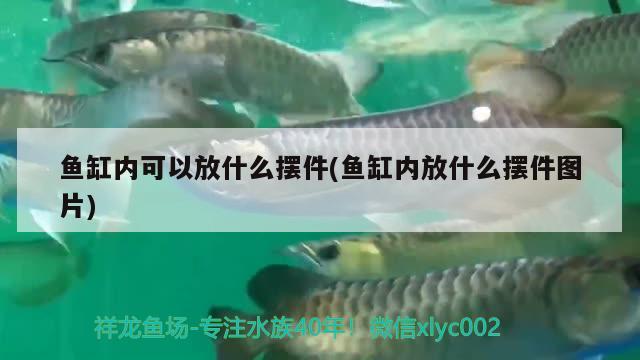 魚缸內(nèi)可以放什么擺件(魚缸內(nèi)放什么擺件圖片) 黃金斑馬魚