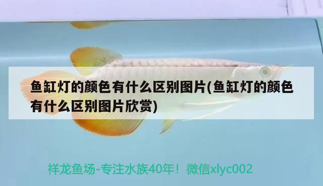 魚缸燈的顏色有什么區(qū)別圖片(魚缸燈的顏色有什么區(qū)別圖片欣賞) 純血皇冠黑白魟魚