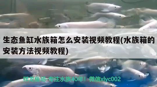 生態(tài)魚缸水族箱怎么安裝視頻教程(水族箱的安裝方法視頻教程)