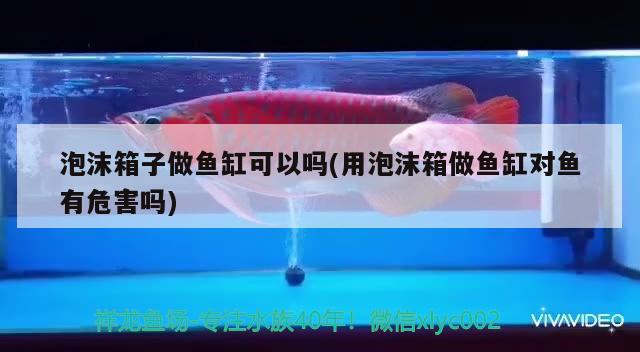 泡沫箱子做魚缸可以嗎(用泡沫箱做魚缸對(duì)魚有危害嗎) 黑水素