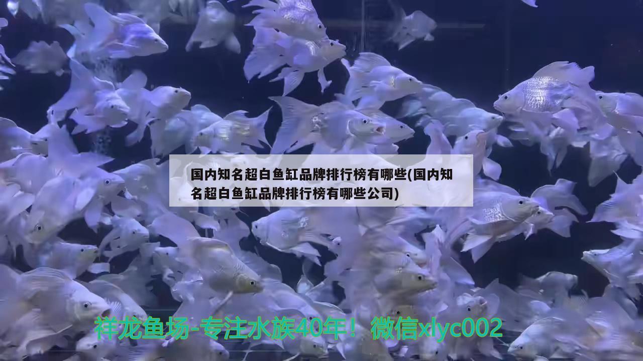 國內(nèi)知名超白魚缸品牌排行榜有哪些(國內(nèi)知名超白魚缸品牌排行榜有哪些公司) 虎魚百科