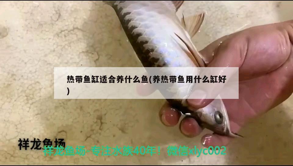 皇冠魟魚多少錢一條（皇冠魚的品種及價(jià)錢） 觀賞魚 第2張