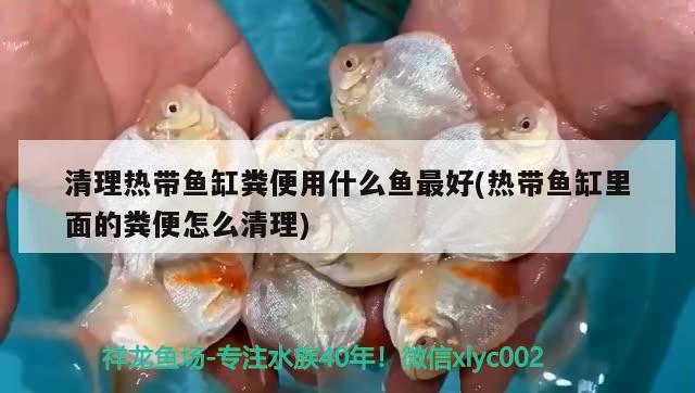 清理熱帶魚缸糞便用什么魚最好(熱帶魚缸里面的糞便怎么清理)