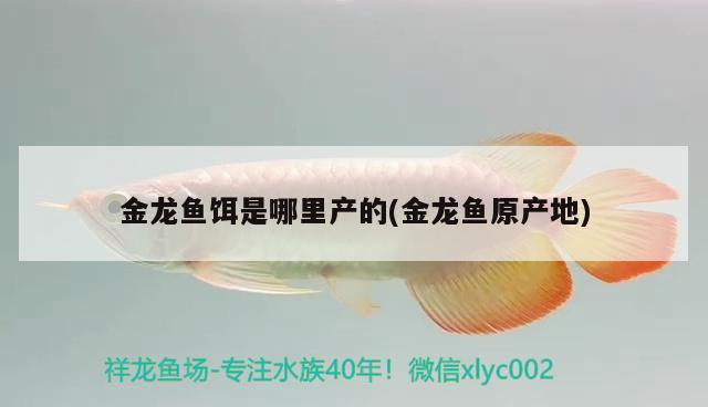 金龍魚餌是哪里產(chǎn)的(金龍魚原產(chǎn)地) 大白鯊魚苗