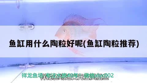 魚缸用什么陶粒好呢(魚缸陶粒推薦) 白子銀版魚