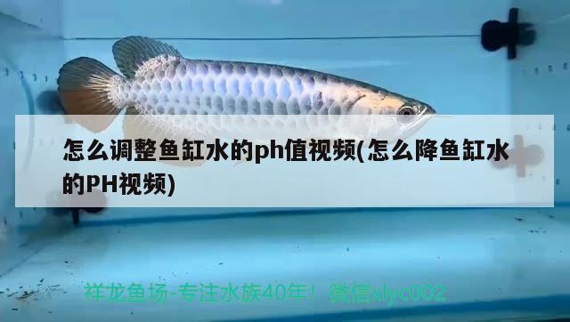 怎么調(diào)整魚缸水的ph值視頻(怎么降魚缸水的PH視頻) 豹紋夫魚苗