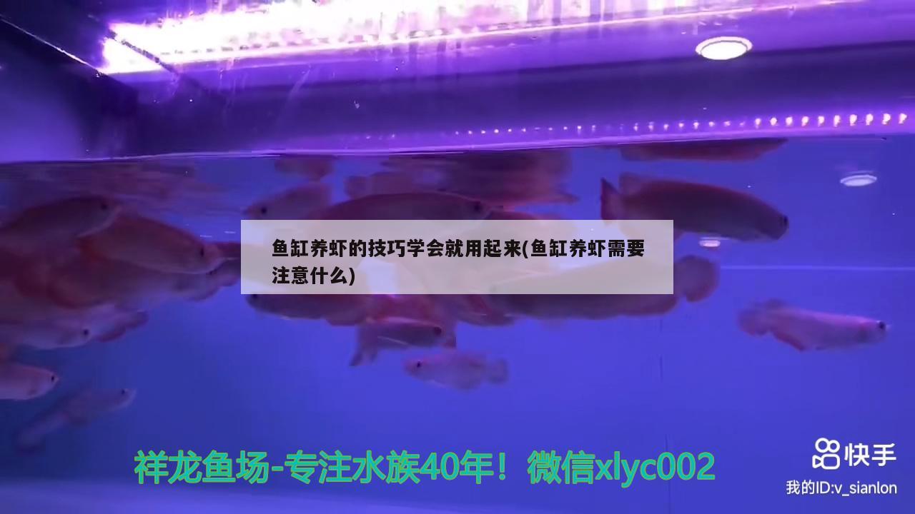 魚缸養(yǎng)蝦的技巧學會就用起來(魚缸養(yǎng)蝦需要注意什么)