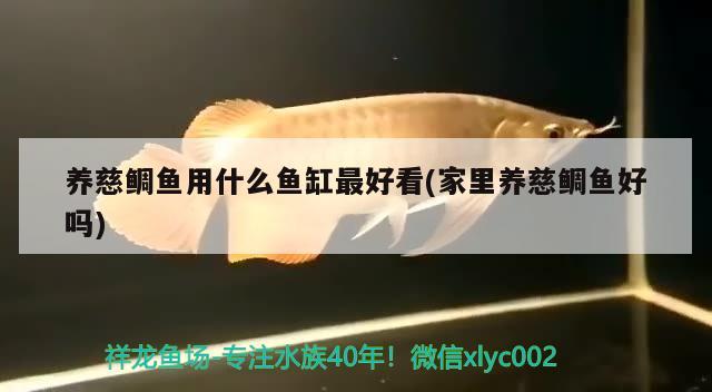 22米成品缸配濾桶行嗎？ 申古銀版魚 第2張