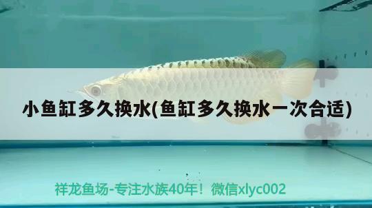 黃金狗頭魚怎么飼養(yǎng)，新手小魚缸適合養(yǎng)什么魚