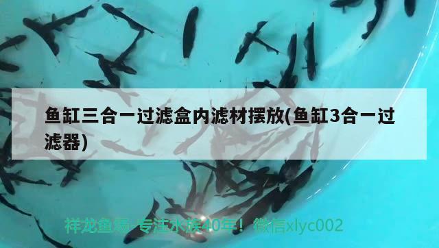 魚缸三合一過濾盒內(nèi)濾材擺放(魚缸3合一過濾器) 過濾設(shè)備