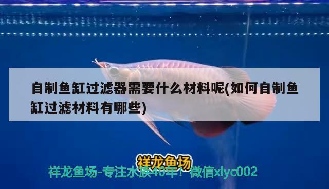 自制魚缸過濾器需要什么材料呢(如何自制魚缸過濾材料有哪些) 白子金龍魚