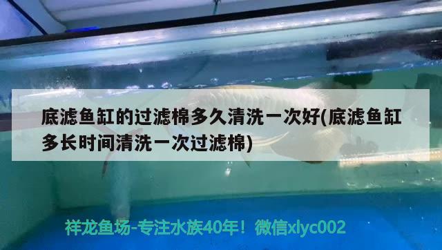 底濾魚缸的過濾棉多久清洗一次好(底濾魚缸多長時間清洗一次過濾棉) 鸚鵡魚