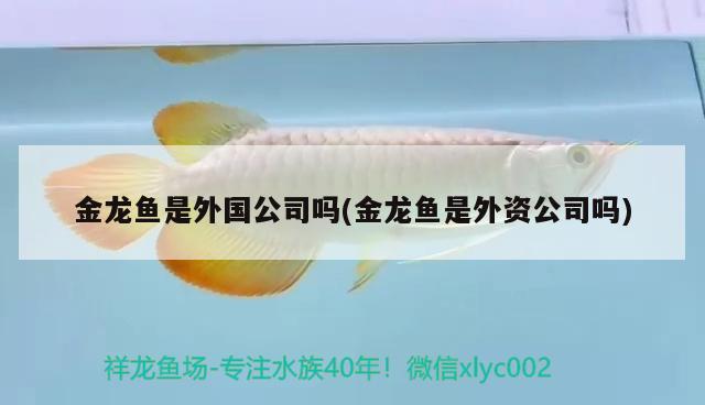 金龍魚是外國公司嗎(金龍魚是外資公司嗎) 財神鸚鵡魚