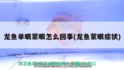 龍魚單眼蒙眼怎么回事(龍魚蒙眼癥狀) 奈及利亞紅圓點狗頭