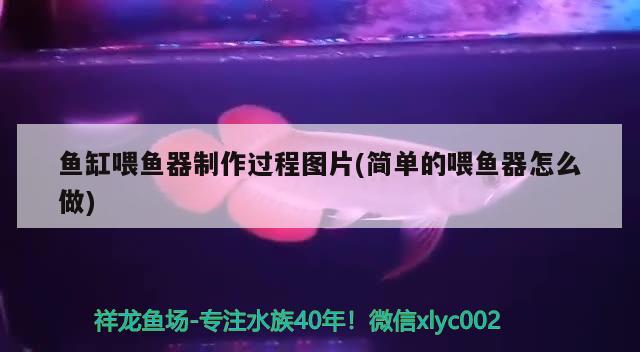 魚缸喂魚器制作過(guò)程圖片(簡(jiǎn)單的喂魚器怎么做) 噴點(diǎn)菠蘿魚