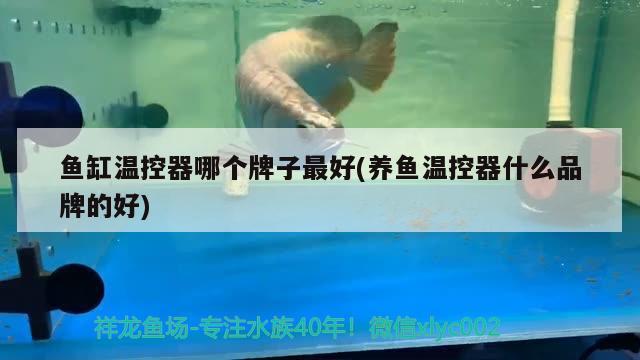 金龍魚飼料原料是什么做的（金龍魚飼料哪個品牌好） 白子紅龍魚 第3張