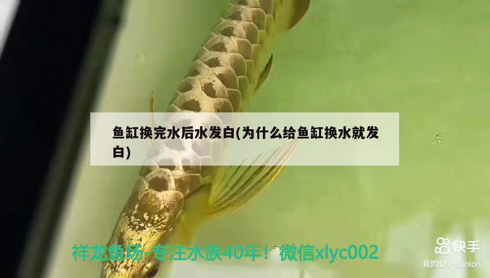 魚缸換完水后水發(fā)白(為什么給魚缸換水就發(fā)白) 養(yǎng)魚的好處