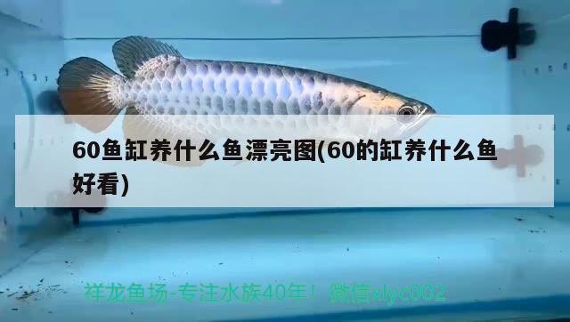 60魚缸養(yǎng)什么魚漂亮圖(60的缸養(yǎng)什么魚好看) 粗線銀版魚苗