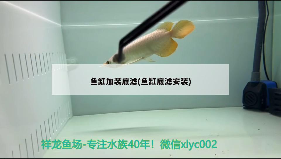 魚缸加裝底濾(魚缸底濾安裝) 過背金龍魚