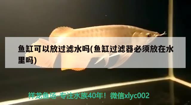 翩翩起舞 黑白雙星魚 第2張