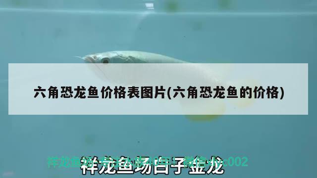 六角恐龍魚價(jià)格表圖片(六角恐龍魚的價(jià)格) 觀賞蝦蟹等飼料