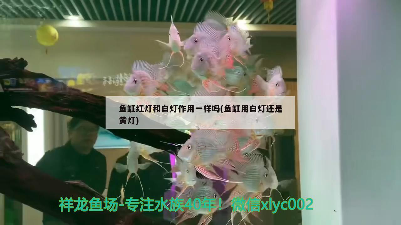 魚缸紅燈和白燈作用一樣嗎(魚缸用白燈還是黃燈)